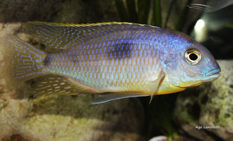 Otopharynx sp. 'auromarginatus margrette'